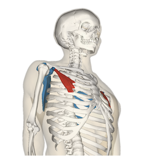 Pectoralis Minor